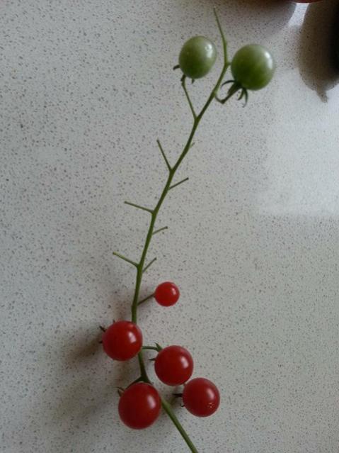 Name:  11205489_10153546162393415_4178851057492079800_n (1)-640x640.jpg
Views: 373
Size:  42.9 KB