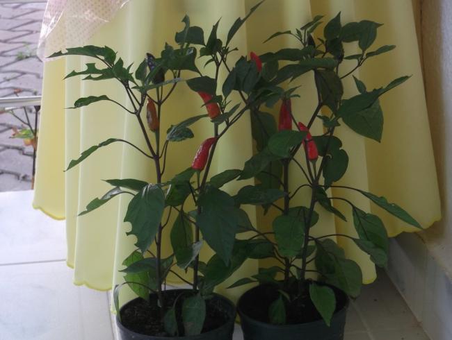 Name: DSCF7679.jpg
Views: 770
Size: 38.2 KB