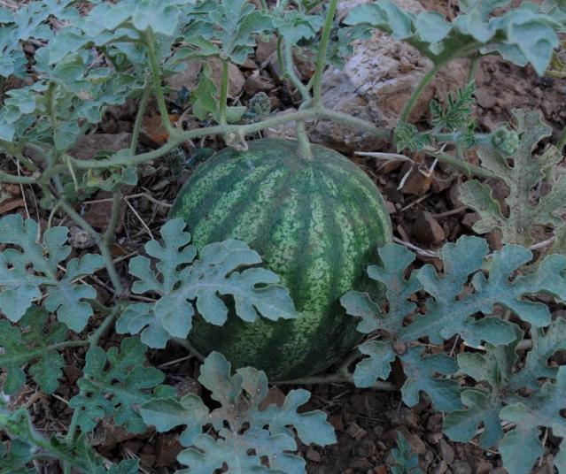 Name:  ekirdegi oyal 1.jpg
Views: 772
Size:  69.6 KB