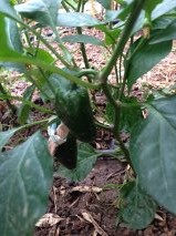 Name:  jalapano.jpg
Views: 349
Size:  33.5 KB