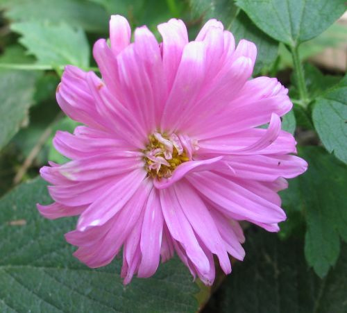 Name:  IMG_1680.jpg
Views: 530
Size:  42.8 KB