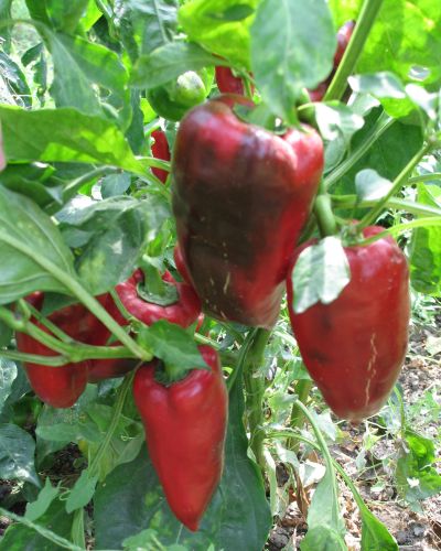 Name:  IMG_1695.jpg
Views: 522
Size:  58.2 KB
