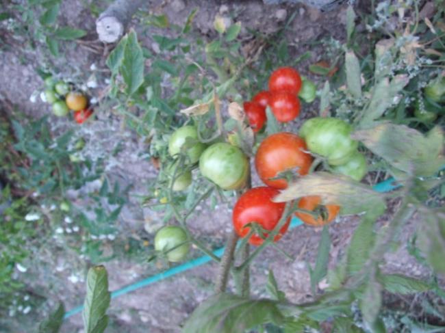 Name:  DSCF3386.jpg
Views: 464
Size:  49.5 KB