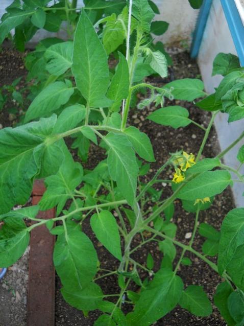 Name:  DSCN6263.jpg
Views: 265
Size:  51.8 KB