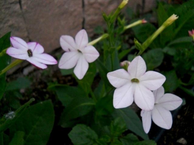 Name:  DSCN6595.jpg
Views: 1106
Size:  30.0 KB