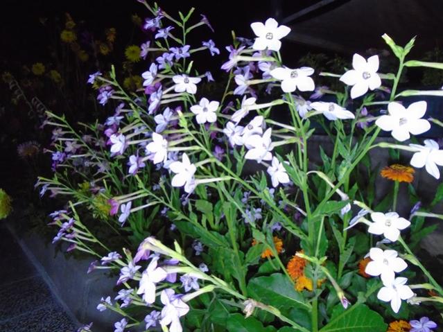 Name:  DSC00008.jpg
Views: 1063
Size:  63.8 KB