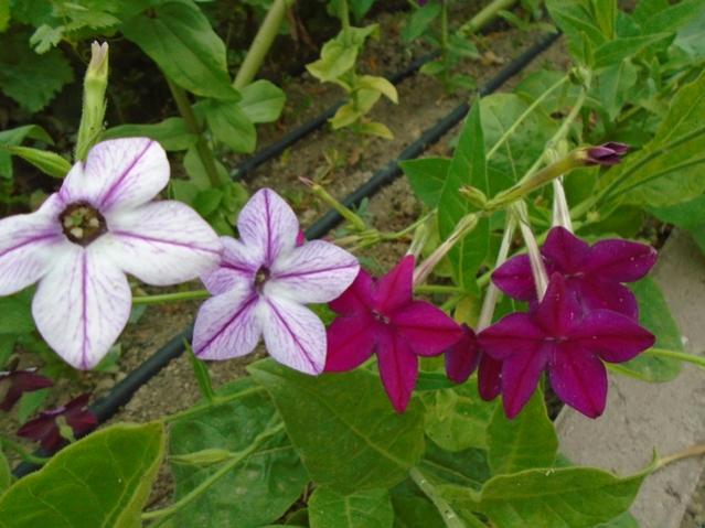 Name: DSC00113.jpg
Views: 1025
Size: 47.7 KB