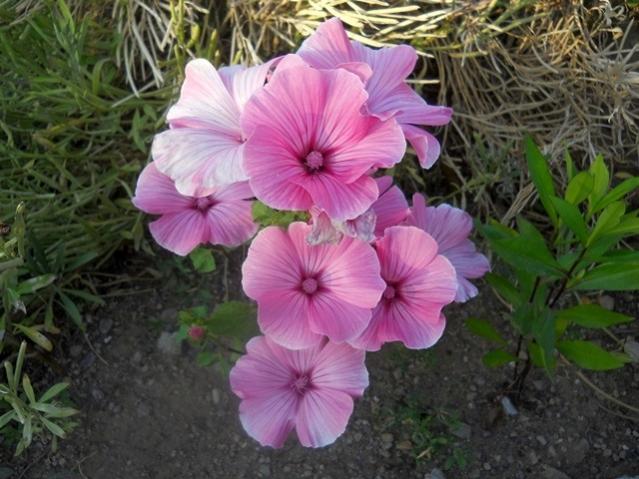 Name:  DSCN6118 paylam.jpg
Views: 585
Size:  54.4 KB