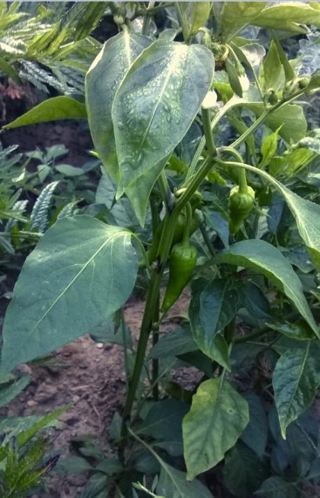 Name:  Bhut Jolokia 2- 15.09.2015.jpg
Views: 664
Size:  59.7 KB