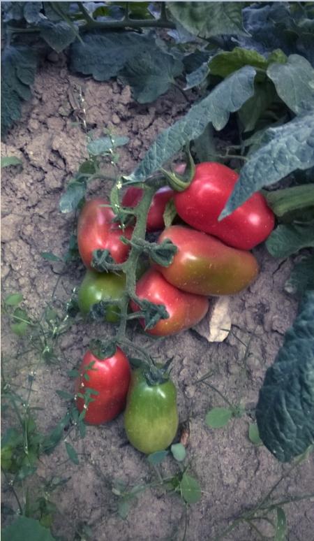 Name:  san marzano - 10.09.2015.jpg
Views: 767
Size:  60.1 KB