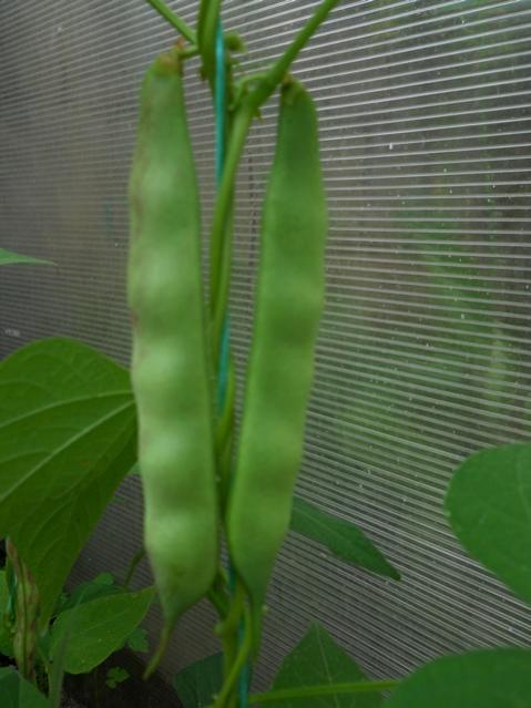 Name: DSCN6244.jpg
Views: 230
Size: 41.0 KB