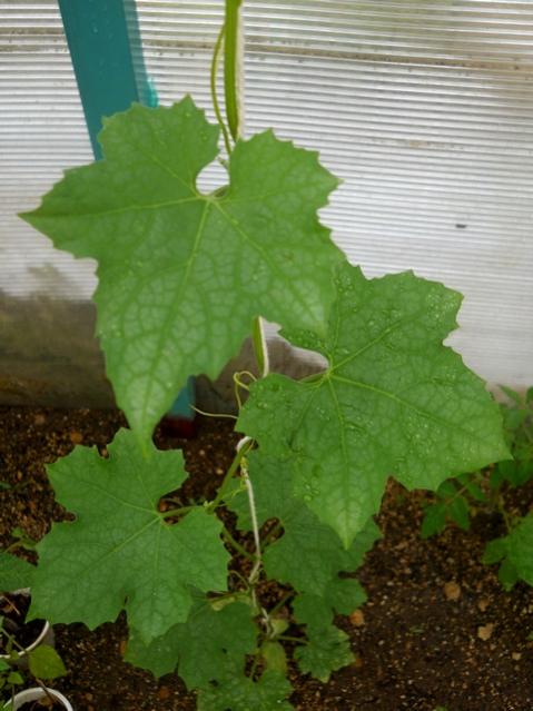 Name: DSCN6257.jpg
Views: 240
Size: 45.8 KB