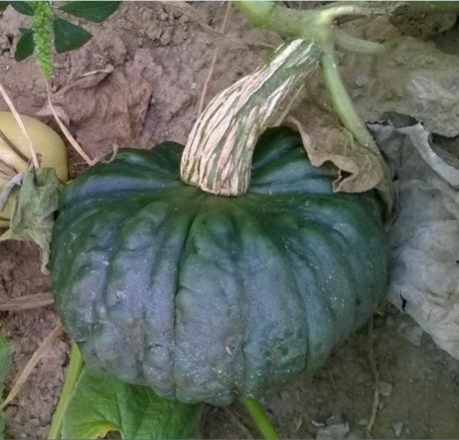 Name:  Marina di Chioggia Bal Kaba -20.09.2015.jpg
Views: 663
Size:  56.5 KB