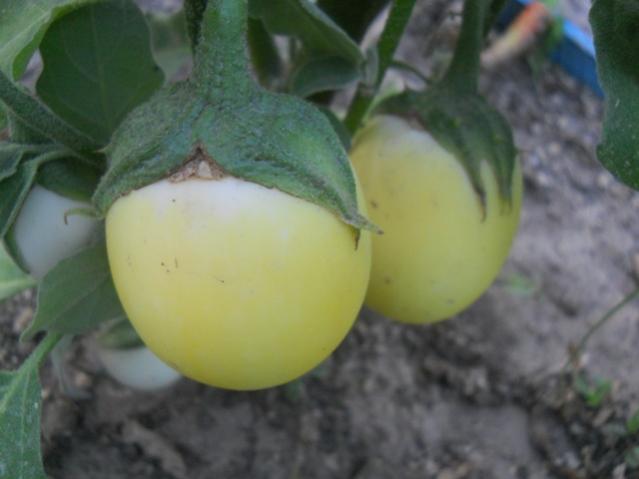 Name:  DSCN7179.jpg
Views: 570
Size:  27.7 KB