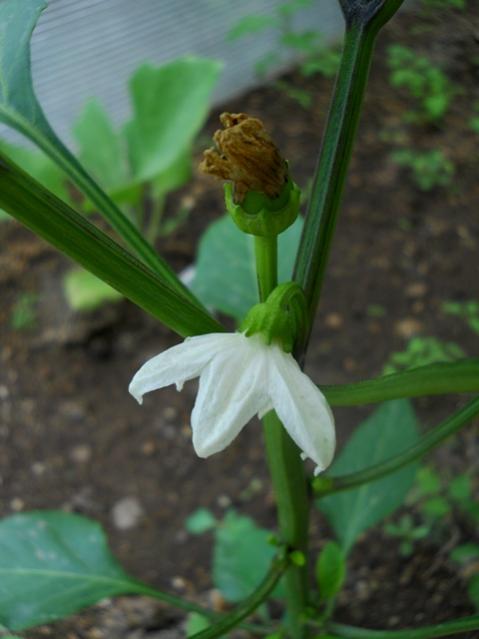 Name:  DSCN6255.jpg
Views: 374
Size:  30.2 KB