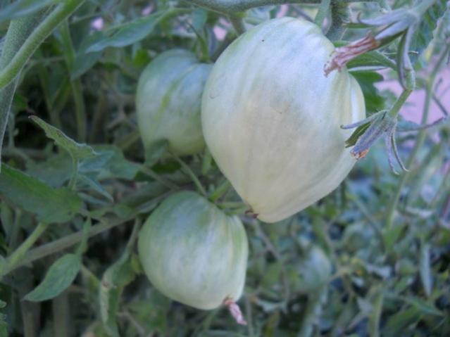 Name:  DSCN7262.jpg
Views: 237
Size:  33.2 KB