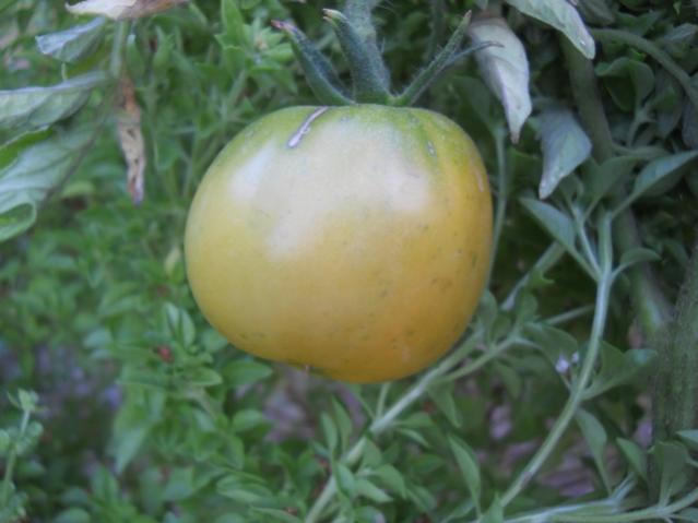 Name:  DSCN7269.jpg
Views: 235
Size:  33.6 KB