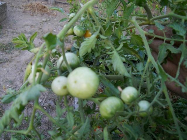 Name: DSCN7243.jpg
Views: 247
Size: 48.2 KB
