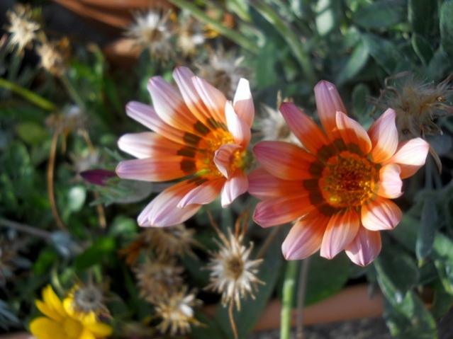 Name:  DSCN7367.jpg
Views: 559
Size:  40.4 KB