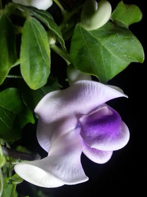 Name:  12032185_10153652836643415_5929885052703051119_n.jpg
Views: 336
Size:  58.3 KB
