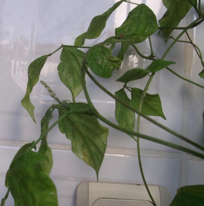 Name:  DSCF8045.jpg
Views: 731
Size:  40.8 KB