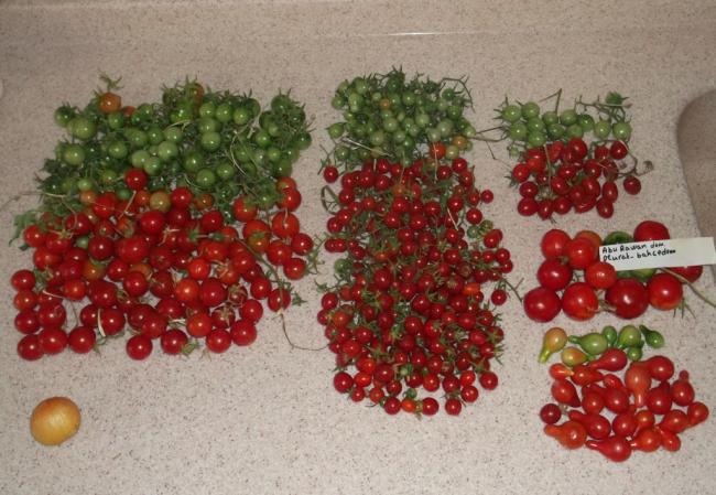 Name:  DSCF8185.jpg
Views: 520
Size:  57.7 KB