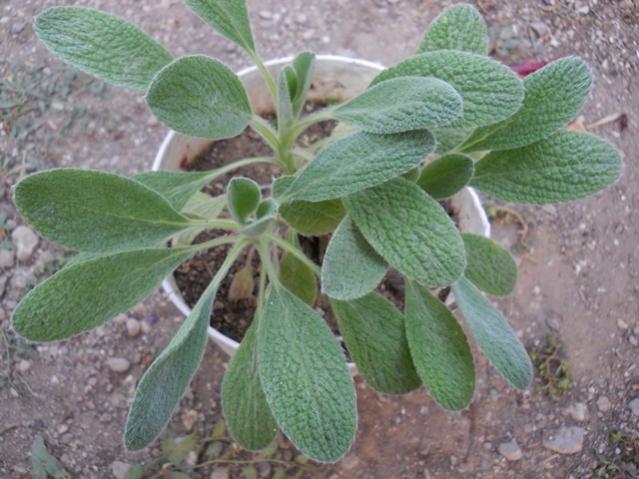Name:  DSCN7332.jpg
Views: 240
Size:  51.5 KB