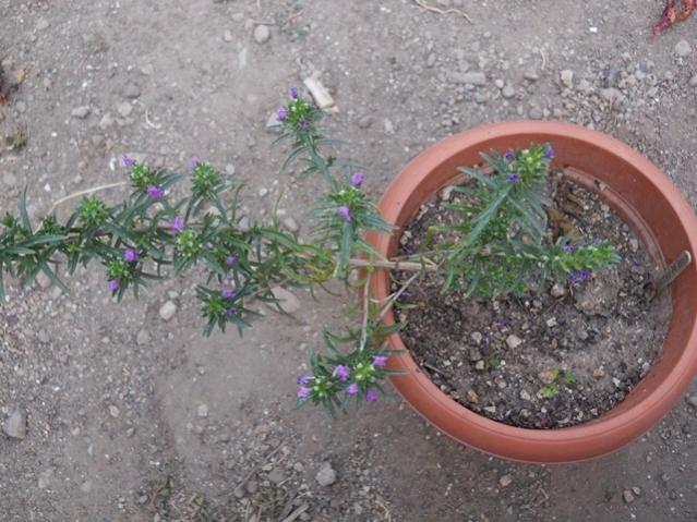 Name:  DSCN7329.jpg
Views: 245
Size:  58.6 KB