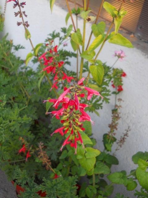 Name: DSCN7176.jpg
Views: 312
Size: 44.5 KB