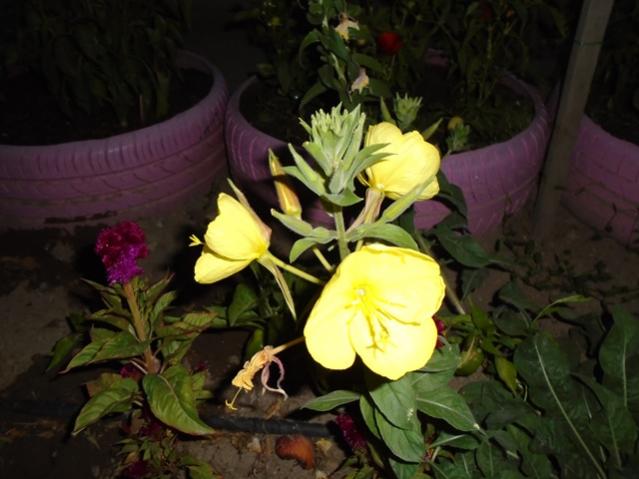 Name:  DSC00205.jpg
Views: 317
Size:  40.6 KB