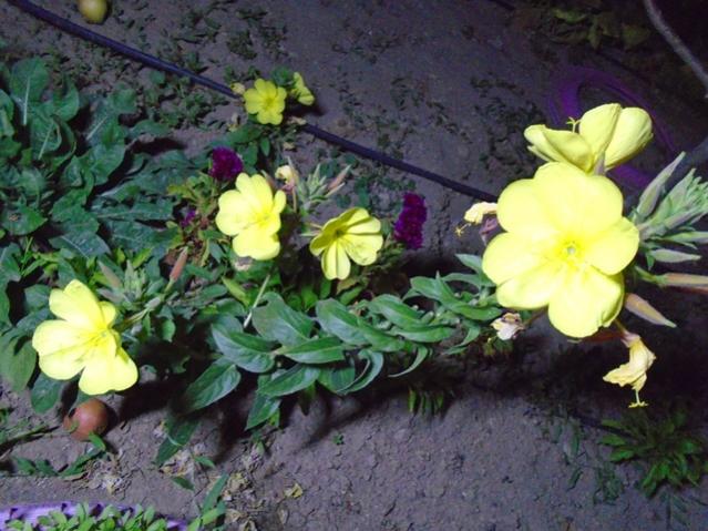 Name:  DSC00245.jpg
Views: 323
Size:  56.8 KB