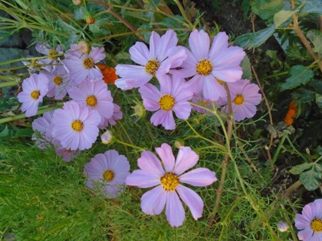 Name: DSC00301.jpg
Views: 362
Size: 60.2 KB