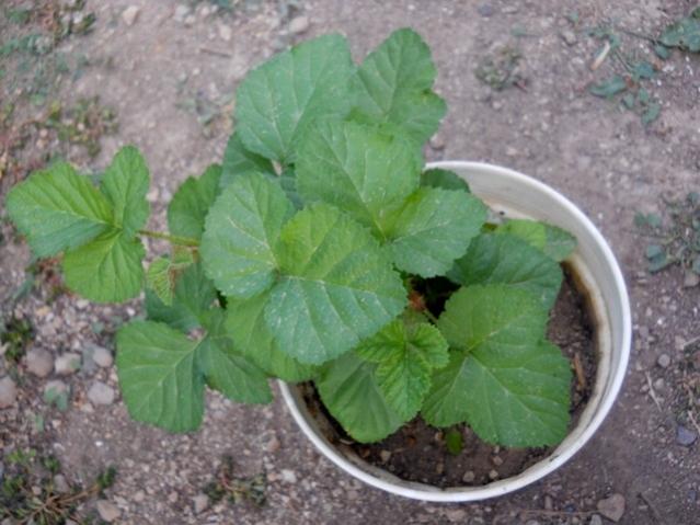 Name: DSCN7327.jpg
Views: 333
Size: 46.9 KB