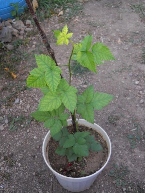 Name: DSCN7324.jpg
Views: 312
Size: 52.3 KB