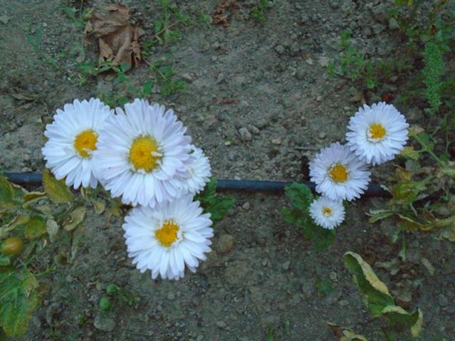 Name:  DSC00176.jpg
Views: 554
Size:  57.6 KB
