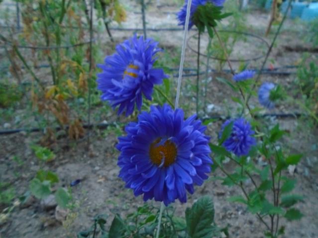 Name:  DSC00177.jpg
Views: 547
Size:  43.2 KB