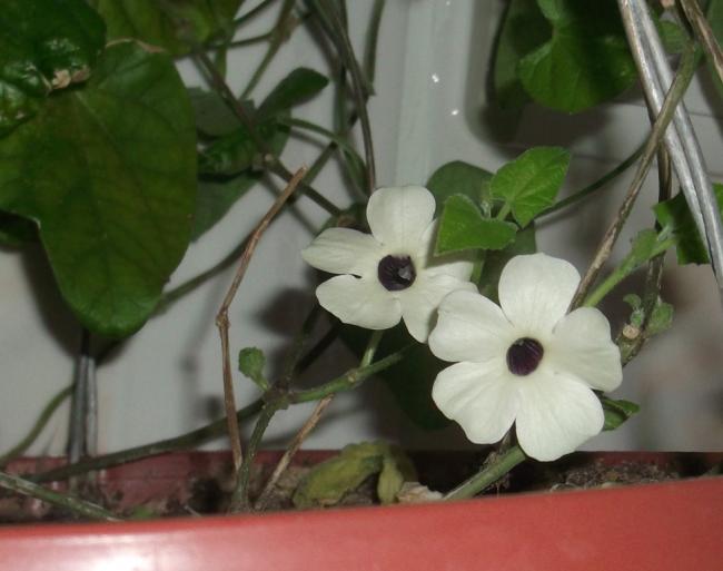 Name:  DSCF8291.jpg
Views: 732
Size:  35.8 KB