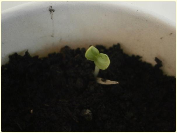 Name:  Zinnia Pepperment Stick  SDurul.jpg
Views: 1426
Size:  19.9 KB