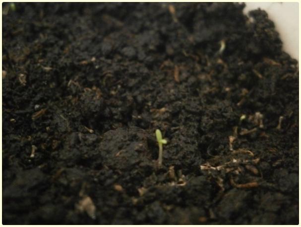 Name:  Beyaz Civan Peremi (Achillea millefolium).jpg
Views: 1456
Size:  33.7 KB