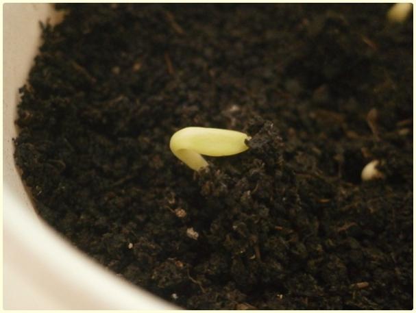 Name:  Yldz (Dahlia iei).jpg
Views: 1399
Size:  28.6 KB
