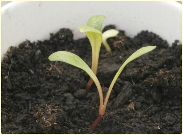 Name:  Yldz (Dahlia iei)2.jpg
Views: 1224
Size:  33.8 KB