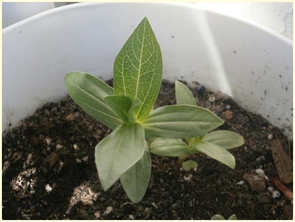 Name:  Zinnia Pepperment Stick2.jpg
Views: 976
Size:  36.1 KB