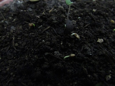 Name:  IMG_1689.jpg
Views: 778
Size:  57.3 KB