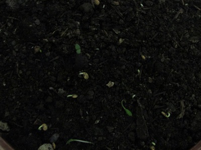Name:  IMG_1696.jpg
Views: 838
Size:  54.0 KB