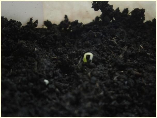 Name:  Yer Kiraz (Cape Gooseberry).jpg
Views: 629
Size:  28.1 KB