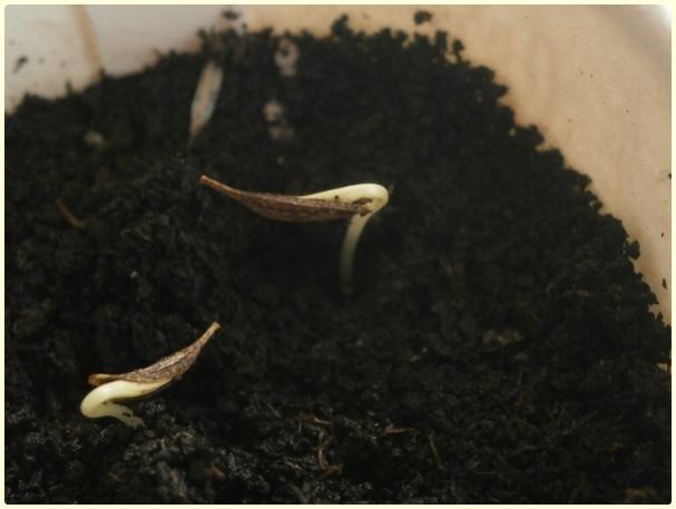 Name:  Cosmos (aleydi).jpg
Views: 591
Size:  27.2 KB