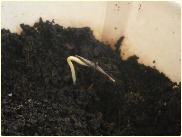 Name:  Cosmos iei (TMC).jpg
Views: 746
Size:  29.2 KB