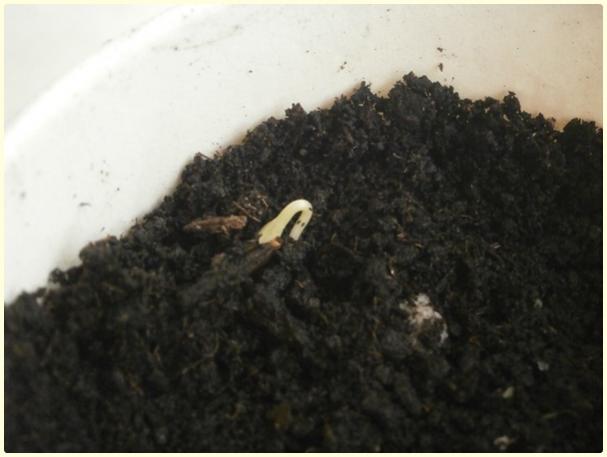 Name:  Turuncu Cosmos (TCM).jpg
Views: 589
Size:  28.5 KB