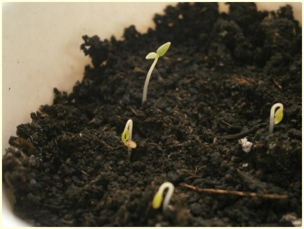 Name:  Yer Kiraz (Cape Gooseberry)2.jpg
Views: 624
Size:  35.9 KB
