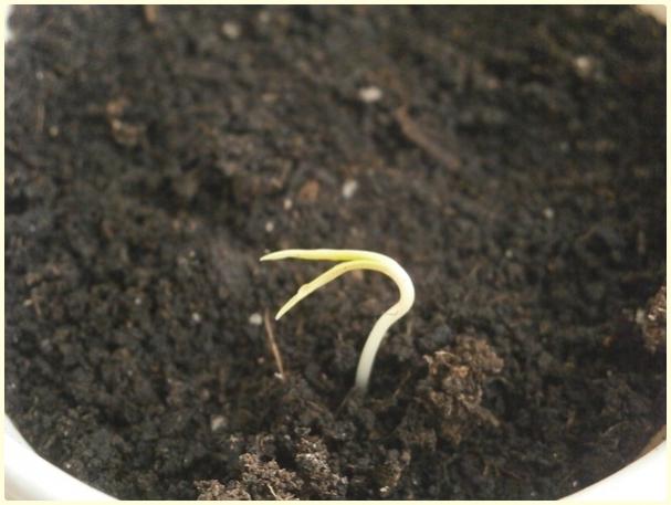Name:  Cosmos sulphureus.jpg
Views: 556
Size:  34.2 KB
